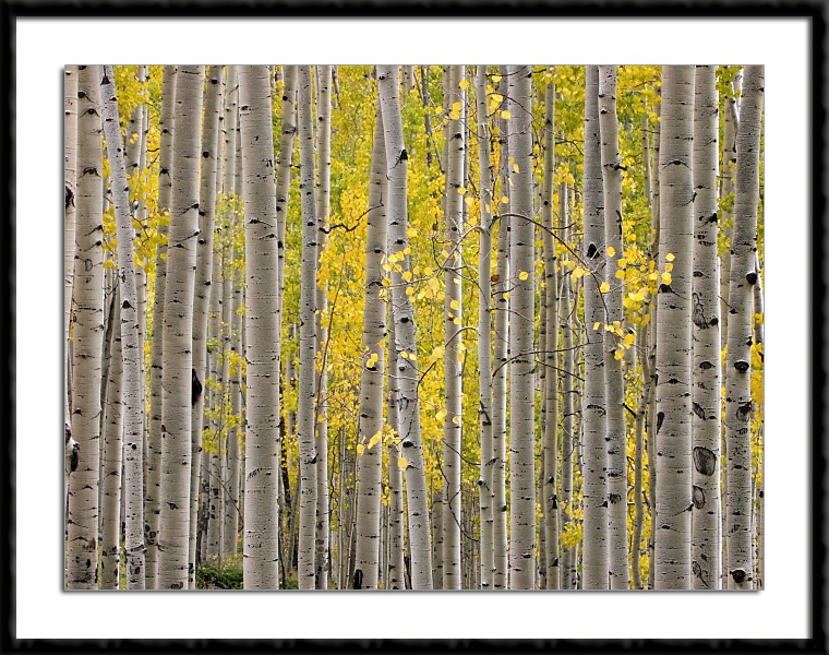 Fall Aspens near Telluride, Colorado