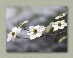 Yosemite Dogwoods - Thumbnail Image