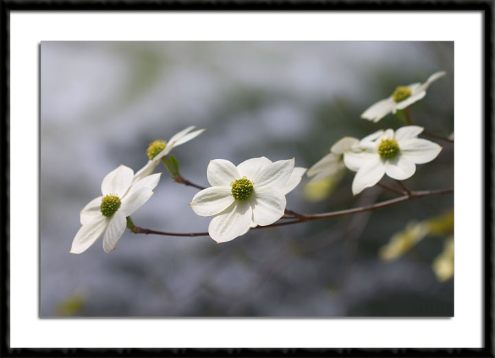 Dogwood Blooms, Yosemite National Park, California, (C) 2004, Bill Langton's Fine Art Photography