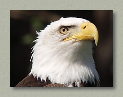 Bald Eagle - Thumbnail Image
