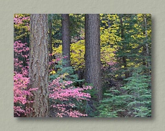 Fall Colors...