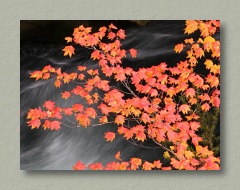Maples in the fall...