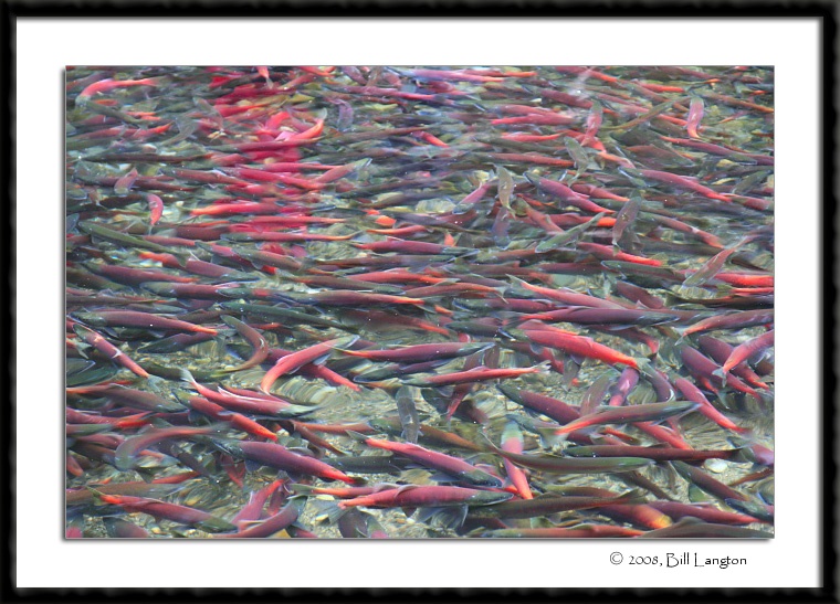 Kokanee Salmon...