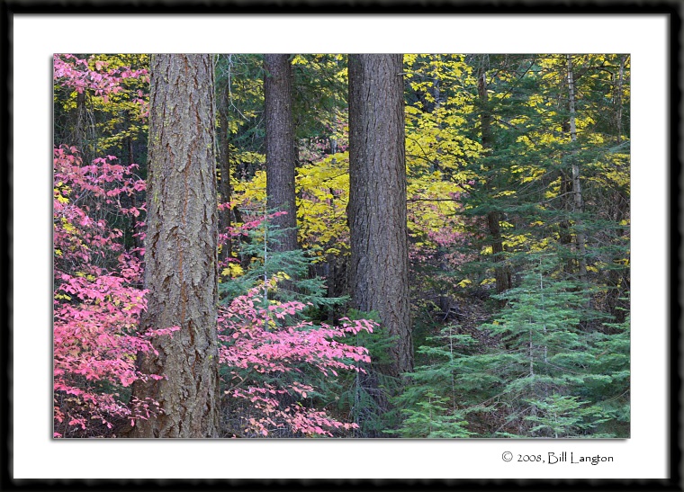 Fall Colors...