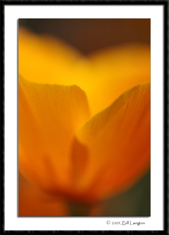 California Poppy...
