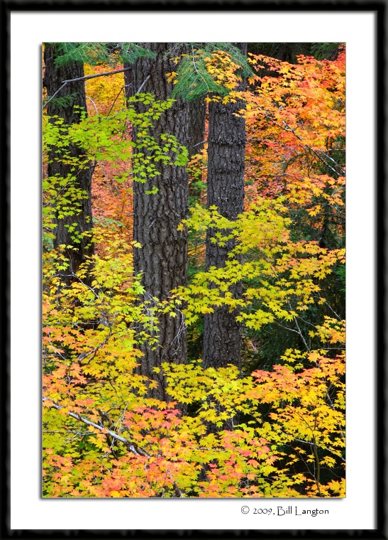 Fall Colors...
