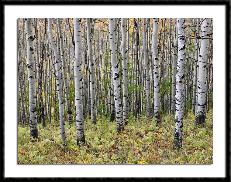 Colorado Aspens near Owl Creek Pass