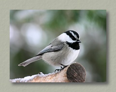 Mountain Chickadee - Thumbnail Image
