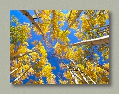 Colorful Aspens, Oak Creek Summit, Utah - Thumbnail Image