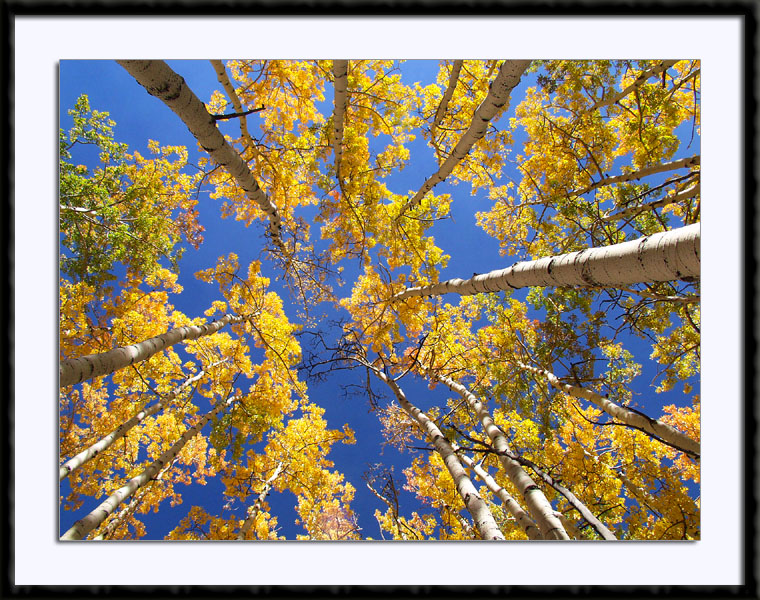 Colorful Fall Aspens near Oak Creek Summit, Utah, (C) 2003, Bill Langton's Fine Art Photography