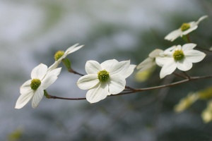 Yosemite Dogwoods
