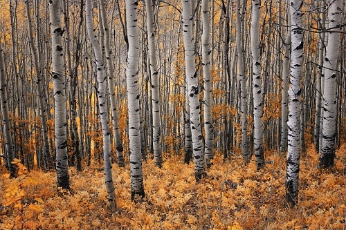 Owl Creek Pass Colorado...