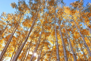 Colorado Aspens