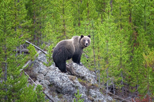 Yellowstone Grizzly