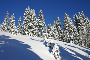 Snowy Slope