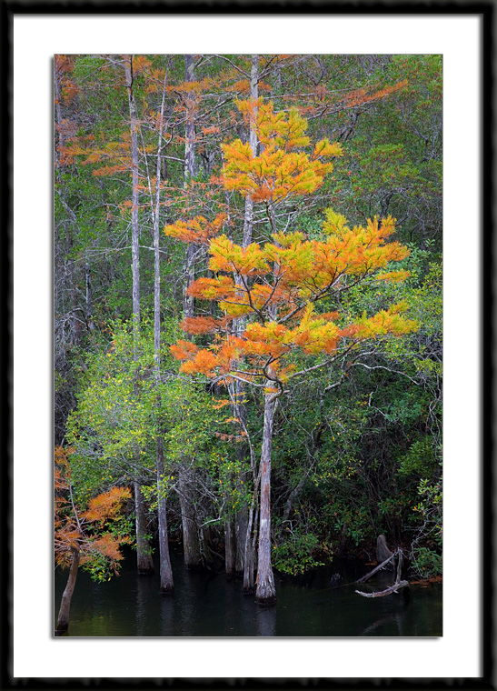 Fall Colors, Florida