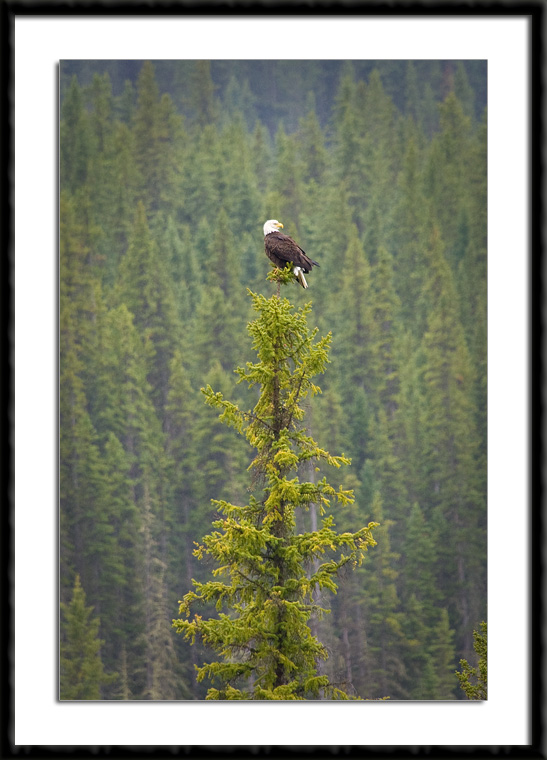 Eagle in a lone spruce