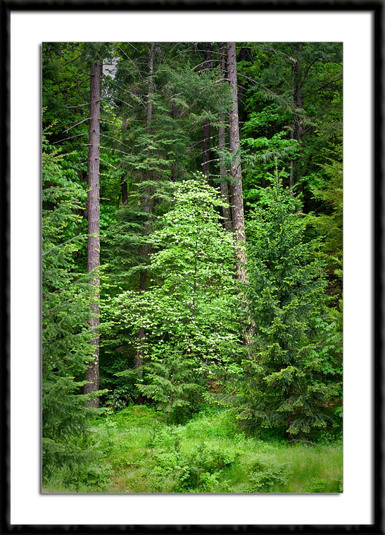 Dogwoods