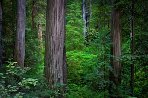 Deep in the Redwoods