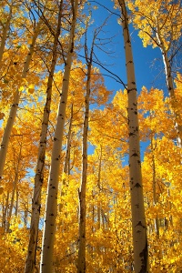 Colorful Aspens