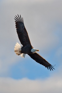 Bald Eagle in Flight