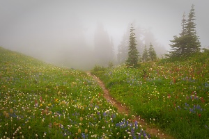 Mt. Rainier Wildflowers