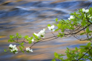 Dogwoods Over the Merced