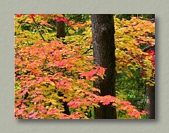 Lithia Park Maples - Thumbnail Image