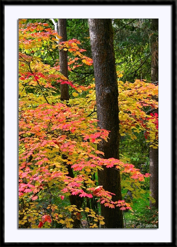 Lithia Park Maples in the Fall, (C) 2003 Fine Art Photography by Bill Langton