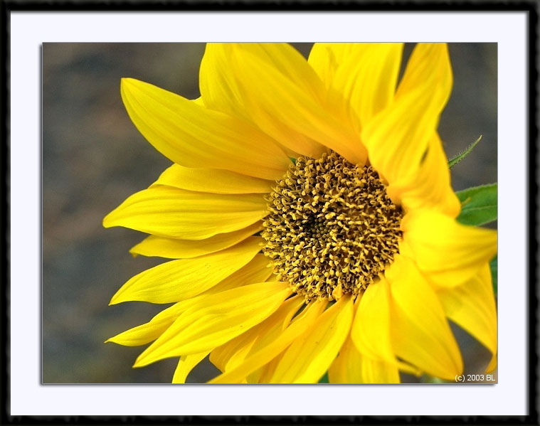 Colorful Sunflower, (C) 2003, Bill Langton's Fine Art Photography
